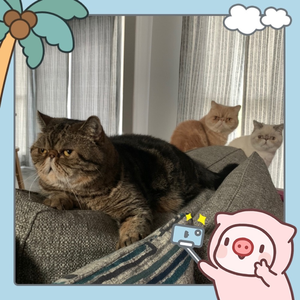 My furbabies!
